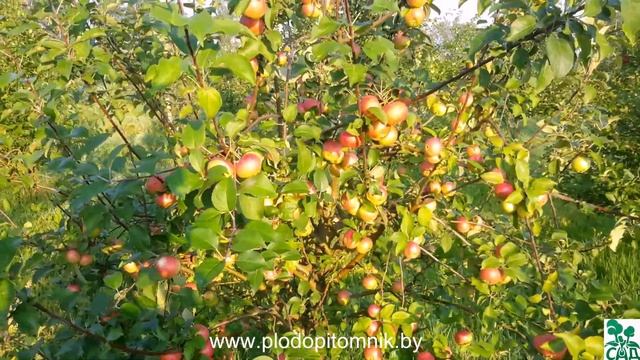Яблоня сорт Елена. смотреть онлайн
