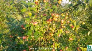 Яблоня сорт Елена.