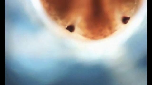 micromir смотреть онлайн