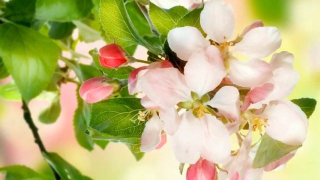 Медицинские импланты - вмешательство в энергетическую и тонкоматериальную структуру человека. смотреть онлайн