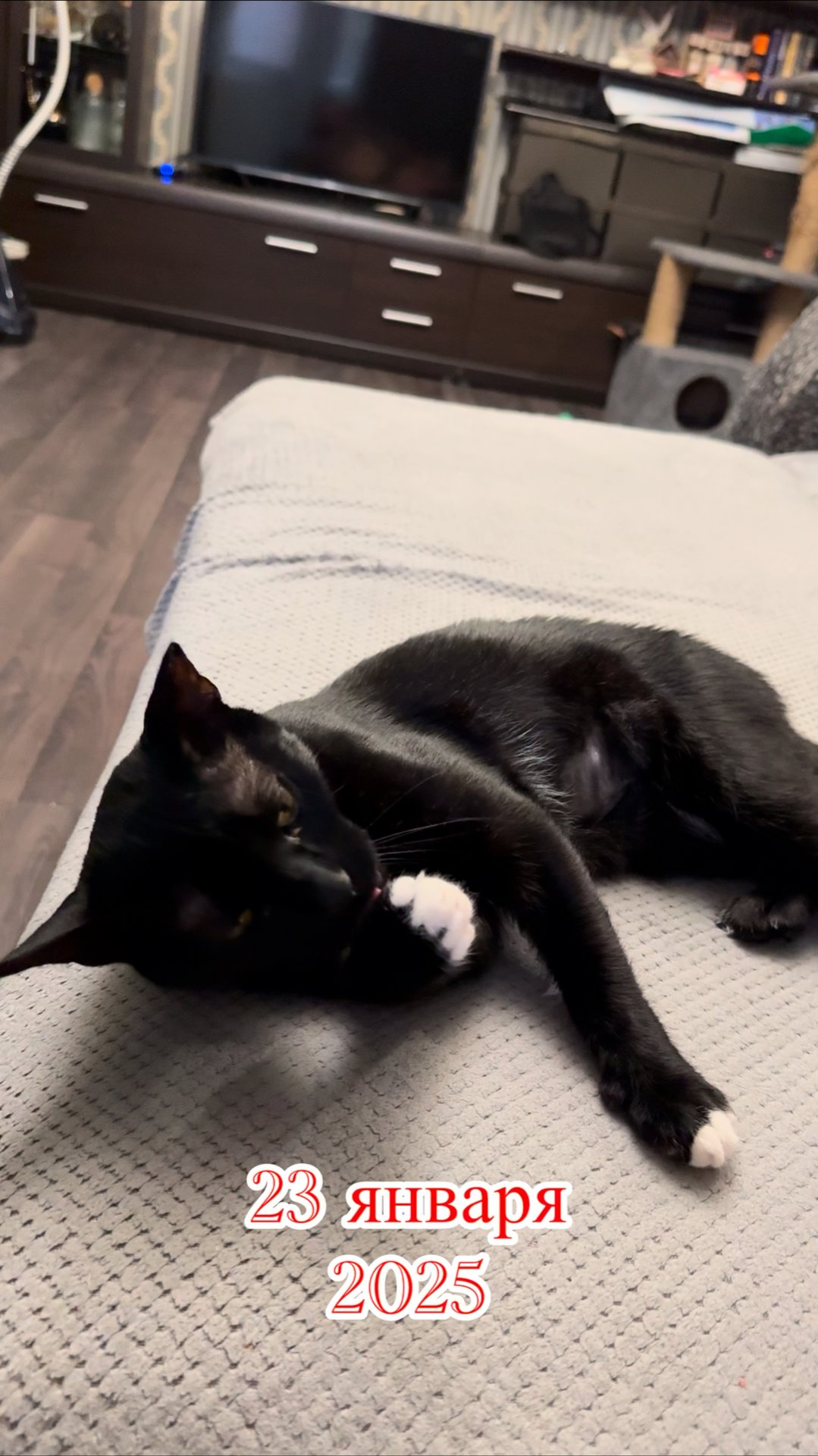 80 дней вокруг кота.