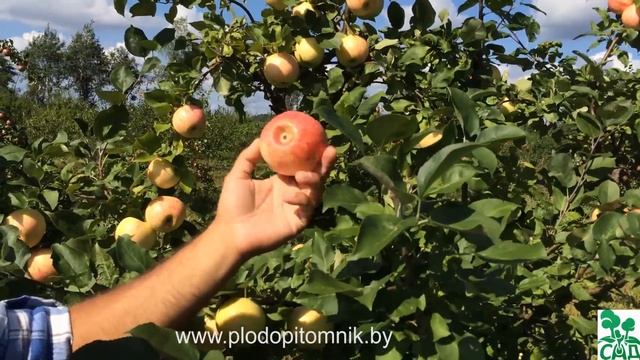 Яблоня сорт Юбиляр. смотреть онлайн