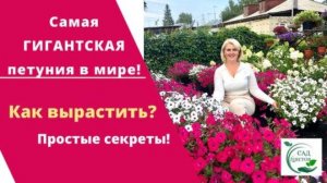 Как вырастить самую гигантскую петунию в мире. Все секреты выращивания петунии тайдал вейв!