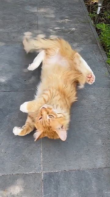 😸Если на душе скребут кошки.. смотреть онлайн