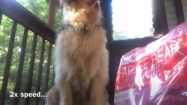 Charlee Bear Leave It Challenge by Golden Retriever Diva #CharleeBearChallenge #LeaveItChallenge смотреть онлайн