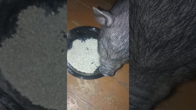 Маленькая вьетнамская свинка кушает комбикорм \Little Vietnamese pig eats feed смотреть онлайн