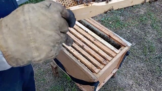 видео из архива лето отводак пчел с маткай смотреть онлайн