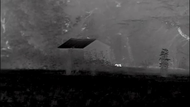 Foxes filmed with Pulsar Helion2 XP50 PRO смотреть онлайн