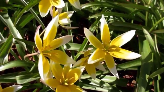 Relaxing Music , Meditation Music,Stress Relief Music,Sleep Relaxing Music смотреть онлайн