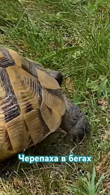 Надеюсь, она нашлась🦋 #tortilla #animals #mystery