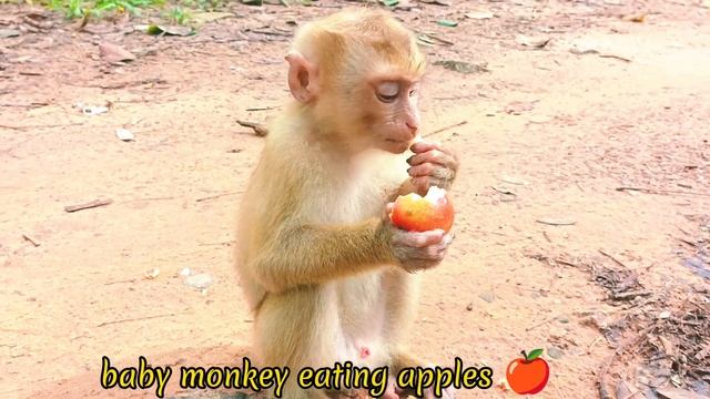 Cute baby monkey like eating apples so much 😋😋😋 смотреть онлайн