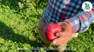 Яблоня декоративная АЗЕРБАЙДЖАНЕЦ. Яркое цветение, красивая крона, хороший вкус плодов.