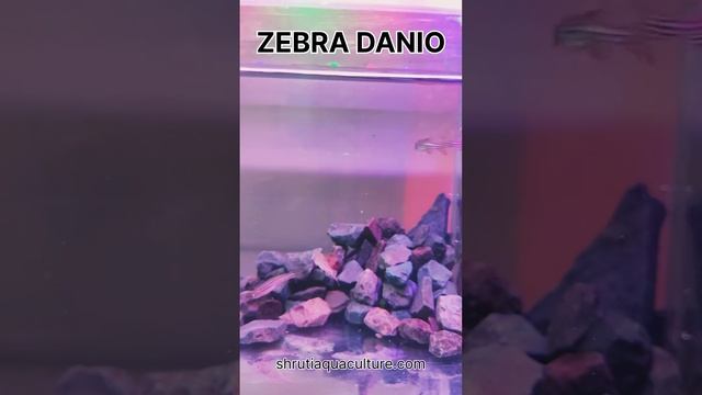 ZEBRA DANIO смотреть онлайн