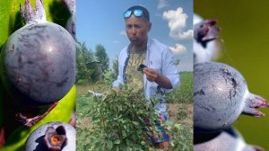 ИРГА канадская сорт МАНДАН (MANDAN)  описание первого плодоношения.