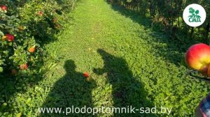 Яблоня ДЫЯМЕНТ. Достойный сорт белоруской селекции зимнего срока созревания.