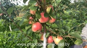 Яблоня сорт СЛАВА ПОБЕДИТЕЛЯМ