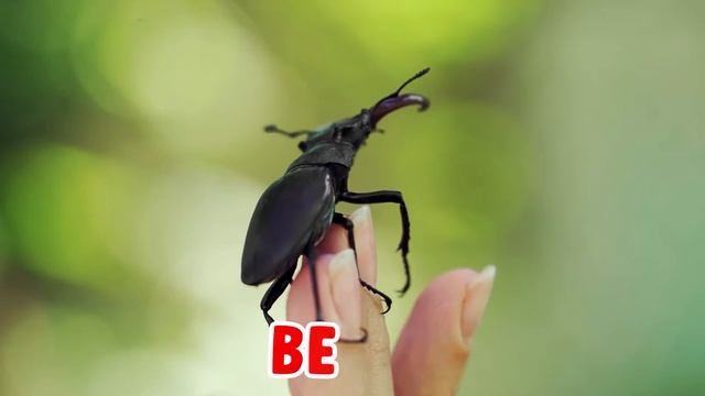 Let's Learn About Insects| For Kids смотреть онлайн