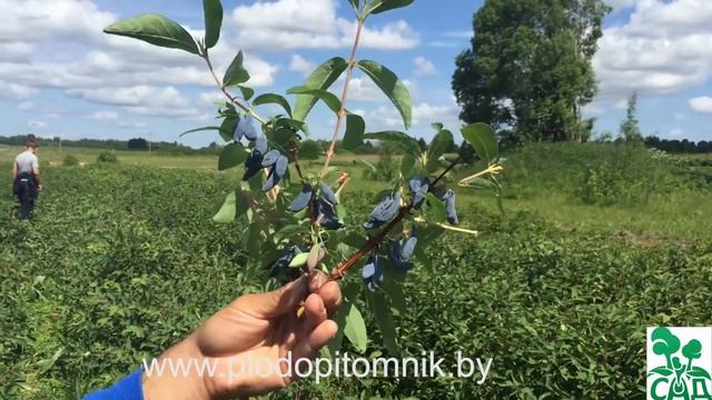 Жимолость съедобная сорт Гордость Бакчара смотреть онлайн