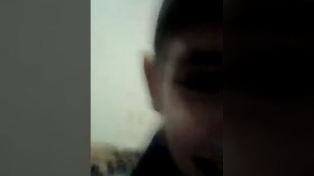 Котики смотреть онлайн