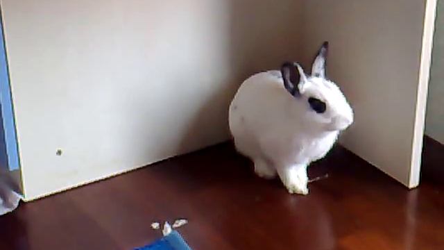 Fotina prima si pulisce e poi si butta a terra.... смотреть онлайн