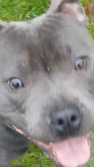 Saxe Staffordshire Bull Terrier starts limping, after treading on holly leaf. смотреть онлайн