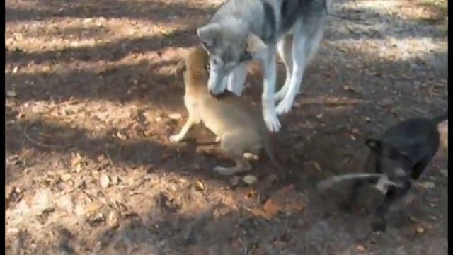 dog tip of the day (with Kim Kapes) #6 смотреть онлайн
