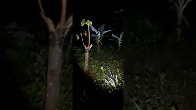 Review senter LED XHP 70 lumayan terangnya mantap 👍 смотреть онлайн