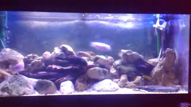 Juwel Rio 180 Malawi set up смотреть онлайн