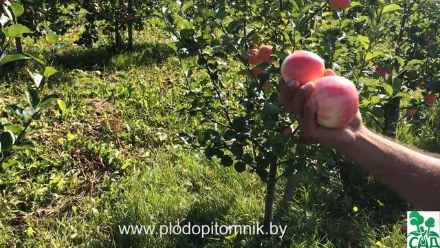 Яблоня сорт Суйслепское (Малиновка). смотреть онлайн