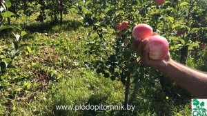 Яблоня сорт Суйслепское (Малиновка).