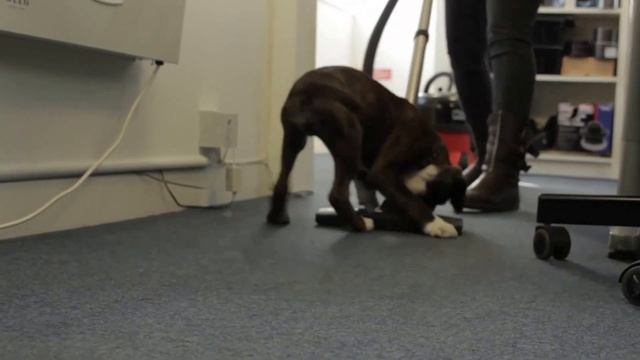 Boxer Dog Attacks Henry смотреть онлайн