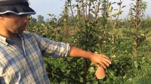 Груша сорт Татьяна .