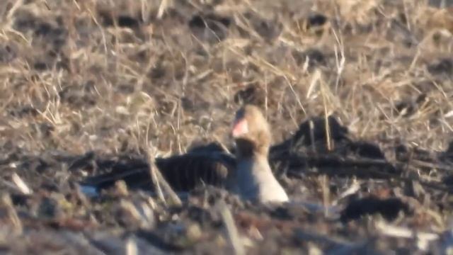 Тысячи гусей летят на север. Лиса охотится на гусей | @ForestDogs смотреть онлайн