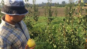 Груша сорт Велеса