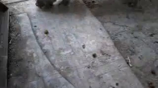 Урюк едят смотреть онлайн