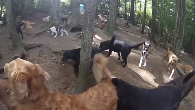 Animal Magnetizm Dog Daycare 5/2/14 C смотреть онлайн