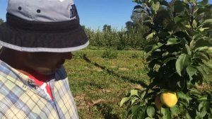 Яблоня колоновидная сорта Президент и Медок