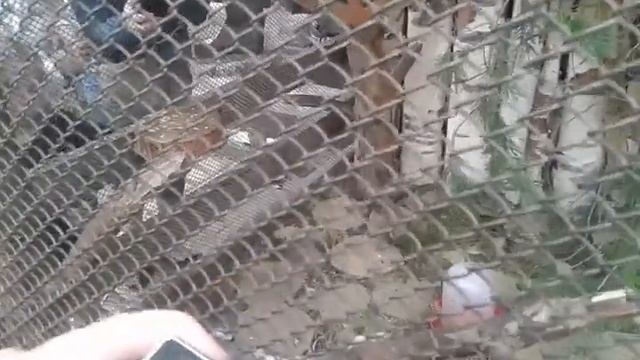 белки Ярославского зоопарка смотреть онлайн