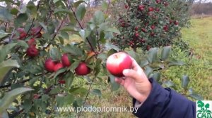 Яблоня сорт СЯБРЫНА  Один из лучших зимних сортов.