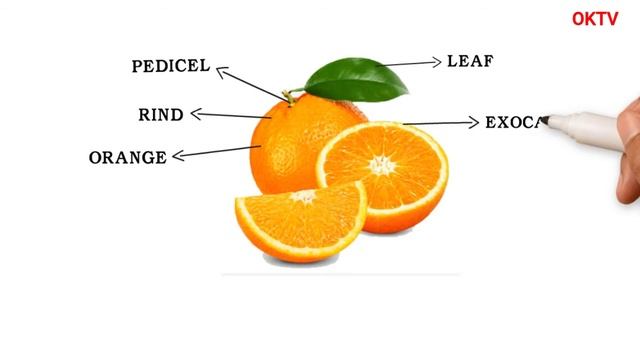 What are the parts of an orange, What is the white part of an orange called? смотреть онлайн