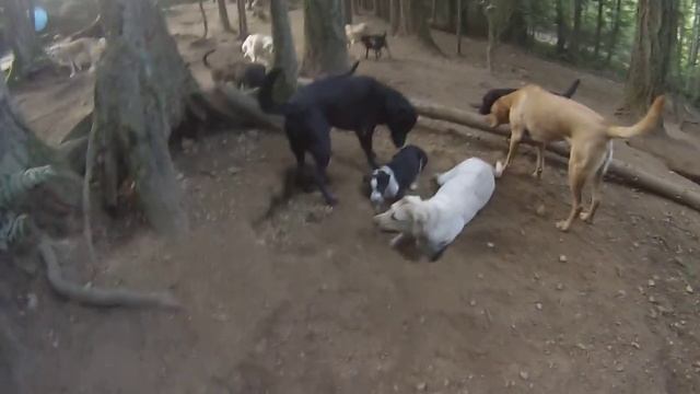 Animal Magnetizm Dog Daycare 9/15/15/ B смотреть онлайн