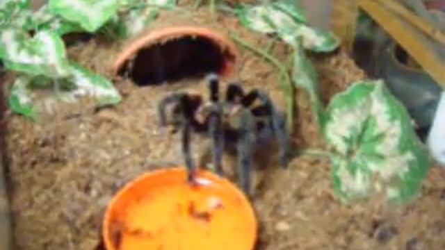 Brachypelma vagans getting showered смотреть онлайн