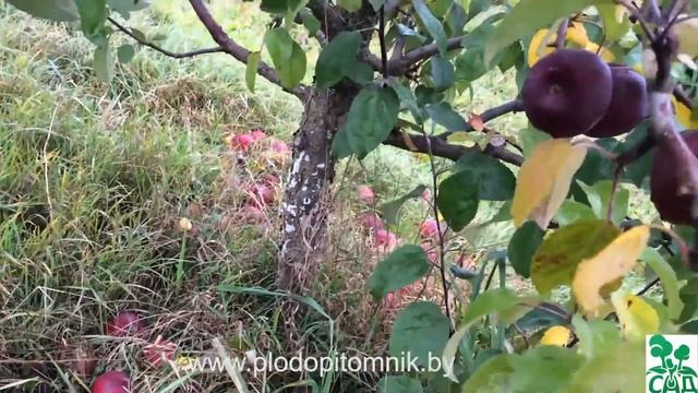 Яблоня сорт Память Коваленко смотреть онлайн