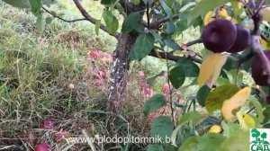 Яблоня сорт Память Коваленко