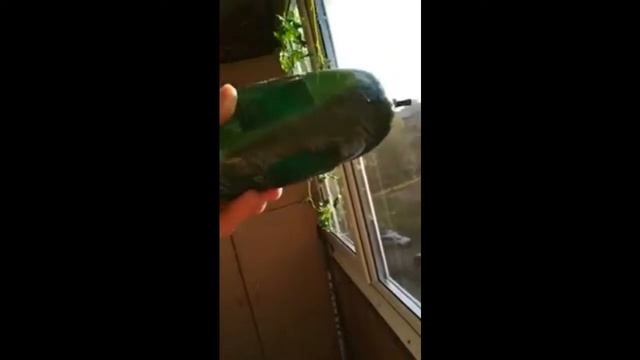 Чудо колбаска смотреть онлайн