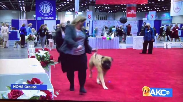 Royal Canin NOHS Groups смотреть онлайн