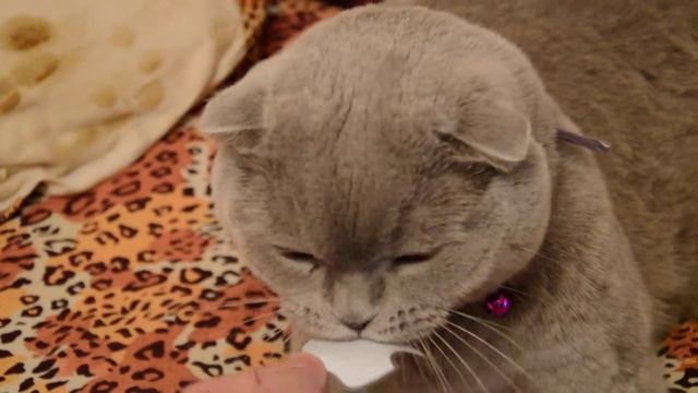 вдамытвамвыа смотреть онлайн