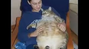 Смешная песня про кота