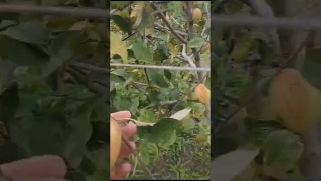 Наш первый урожай смотреть онлайн