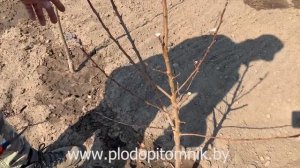 ОБРЕЗКА абрикоса. КАК обрезать абрикосы весной после посадки.